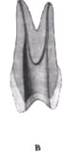 http://clubdent.narod.ru/profess/knigohr/clinendo/images/image044.jpg