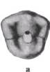 http://clubdent.narod.ru/profess/knigohr/clinendo/images/image046.jpg