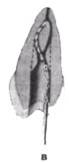 http://clubdent.narod.ru/profess/knigohr/clinendo/images/image050.jpg