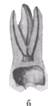 http://clubdent.narod.ru/profess/knigohr/clinendo/images/image060.jpg
