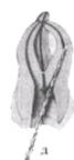 http://clubdent.narod.ru/profess/knigohr/clinendo/images/image068.jpg