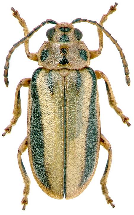 ��������: Galerucella luteola Muell.