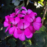 ��������: http://klumba-plus.ru/uploads/posts/2012-09/1347244876_geran.jpg