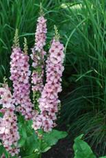 http://flower.onego.ru/other/phlox/en_4541.jpg