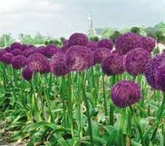 http://vasha-klumba.ru/wp-content/uploads/2013/11/Allium-Gladiator-1-1.jpg