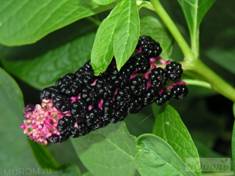 http://www.murom.ru/files/imagecache/big/images/users/tida/130963611312316314.jpg