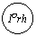 ����: IOrh