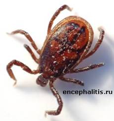 ����� Ixodes Ricinus