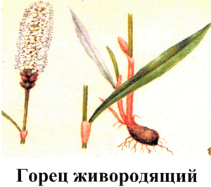 http://festival.1september.ru/articles/412625/img3.gif