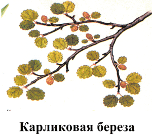 http://festival.1september.ru/articles/412625/img4.gif