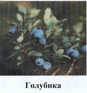 http://festival.1september.ru/articles/412625/img5.gif