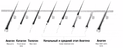 http://www.gimi.ru/images/instr/inst_rio_lazer-5.gif