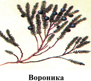http://festival.1september.ru/articles/412625/img7.gif