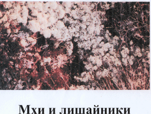 http://festival.1september.ru/articles/412625/img8.gif