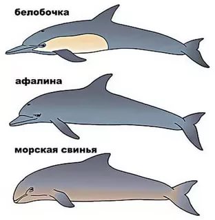 https://im0-tub-ru.yandex.net/i?id=9968faf3107ad5dc9174bee6932b17fb-l&n=13