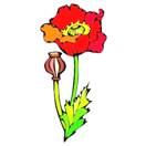 POPPY1