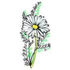 CAMOMILE