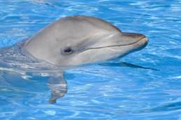 depositphotos_9152663-Bottlenose-Dolphin.jpg