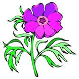 PEONY1