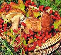 http://www.tp-tara.ru/data/item/4904/Large.jpg