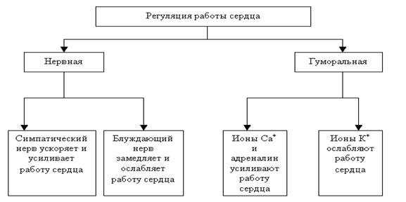 Регуляция работы сердца