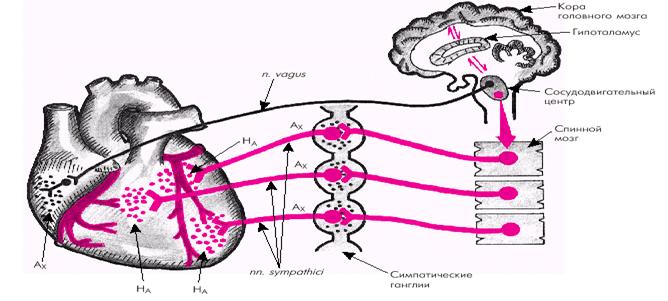 Нервная регуляция работы сердца