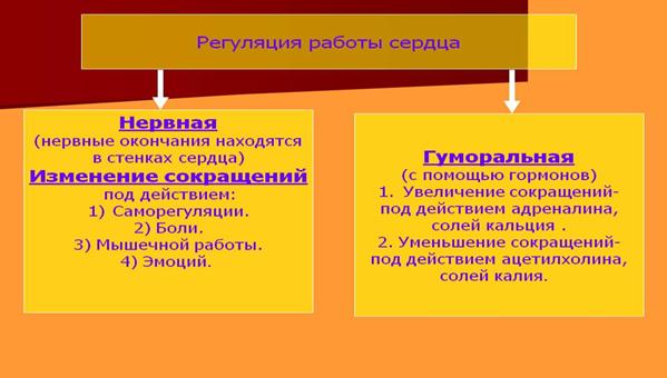 Reguljatsija-raboty-serdtsa
