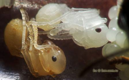 http://ant.bov.com.ru/wp-content/gallery/messor_denticulatus/sg103798web.jpg