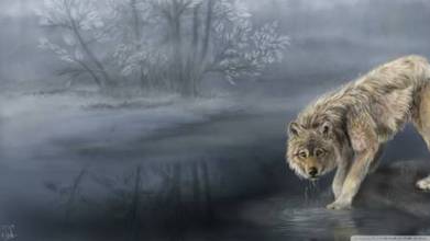 1481_wolf_drink
