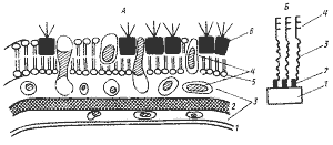 ���. 10 (4,6�)