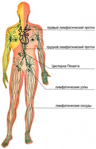 Лимфатическая