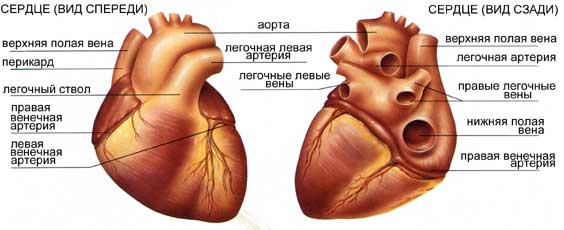 сердце"