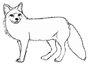 C:\Documents and Settings\�����\������� ����\fox-4.jpg