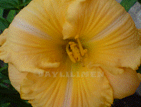 Sherry Lane Carr