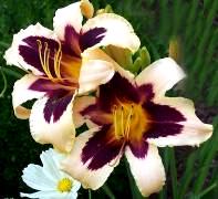 daylily.se