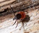 Описание: Самка клеща Ixodes Ricinus