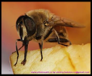 http://macroid.ru/_data/74/20111030_74.jpg