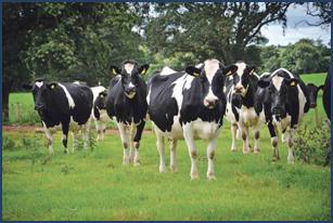 Картинки по запросу animals nitrate vulnerable zones