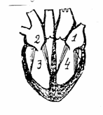 http://85.142.162.119/os11/docs/CA9D848A31849ED149D382C32A7A2BE4/questions/8529/innerimg0.gif