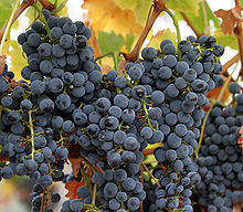 http://upload.wikimedia.org/wikipedia/commons/thumb/6/65/Wine_grapes07.jpg/220px-Wine_grapes07.jpg