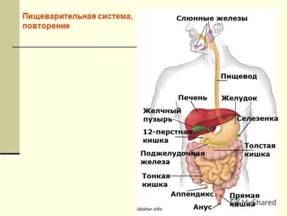 http://images.myshared.ru/6/650967/slide_2.jpg