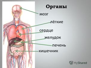 http://player.myshared.ru/4/107511/slides/slide_7.jpg