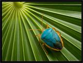 http://fotopage.ru/glr/albums/userpics/10927/radial_leaf_blue_bug.jpg