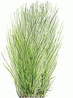 ������ ���������� / Eleocharis acicularis