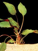 ������������ ������������ / Cryptocoryne cordata