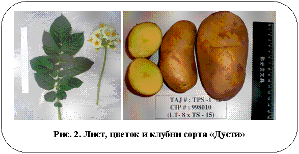 Скругленный
