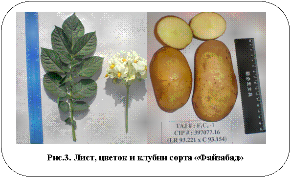Скругленный