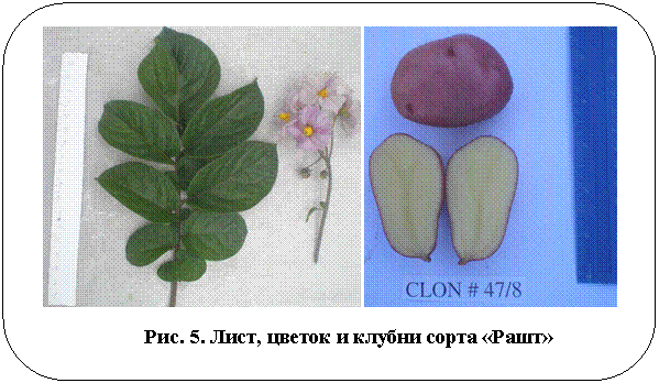 Скругленный