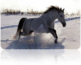 http://stat17.privet.ru/lr/0917a6e2cd68f2cce5476494ab17a035