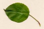 leaf-crab-apple_med.jpeg